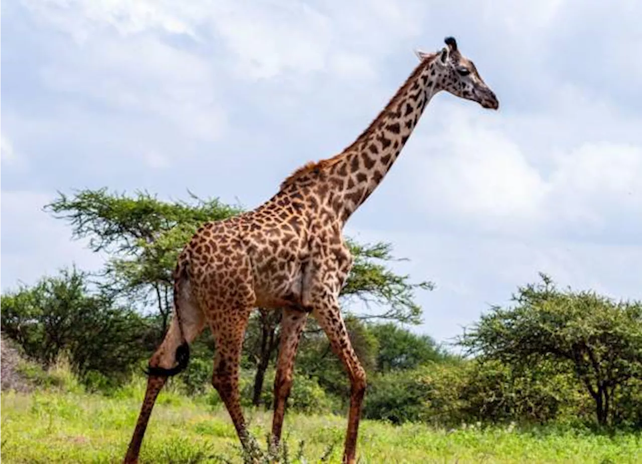 Jirafa Fallece en el Zoológico de Culiacán