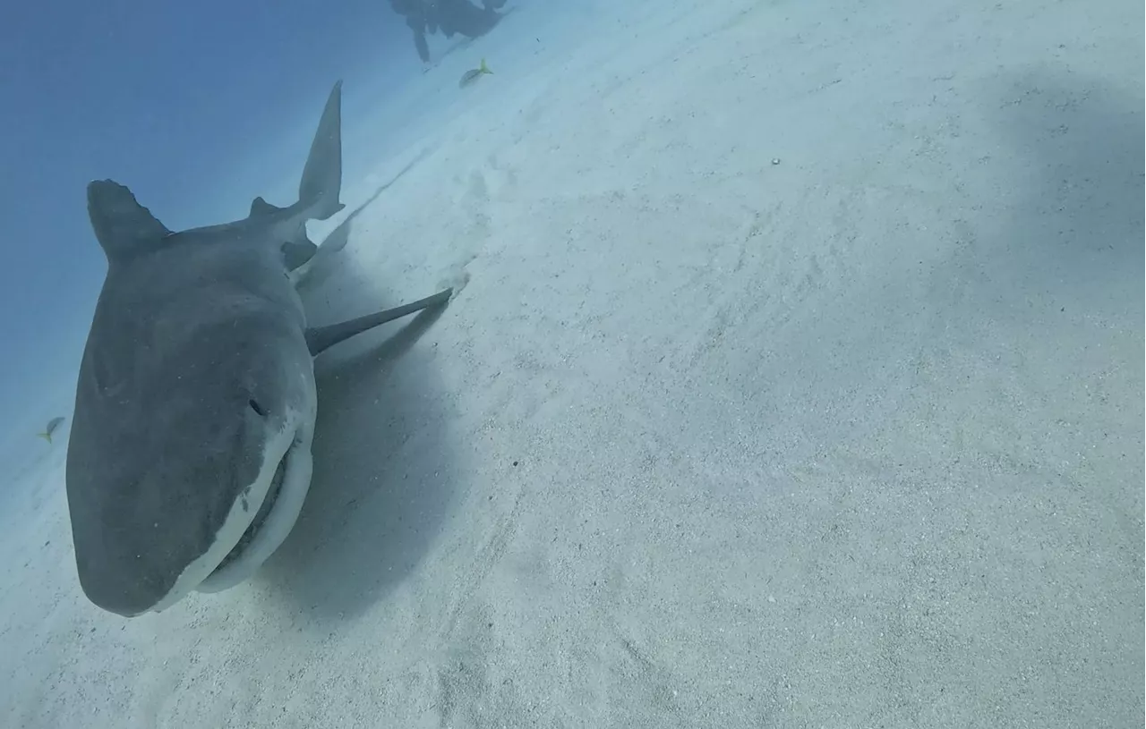 Attaque de Requin au Large de Marsa Alam: Un Touriste Tué