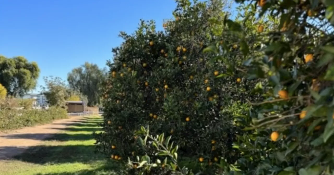 Agritopia Farm Hosts Citrus U-Pick Season