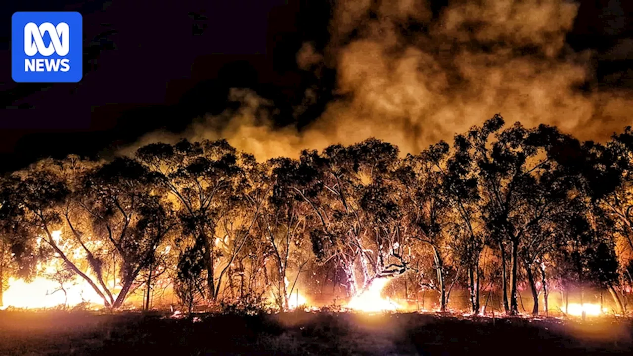 Grampians Bushfire: 20-Year Recovery Predicted