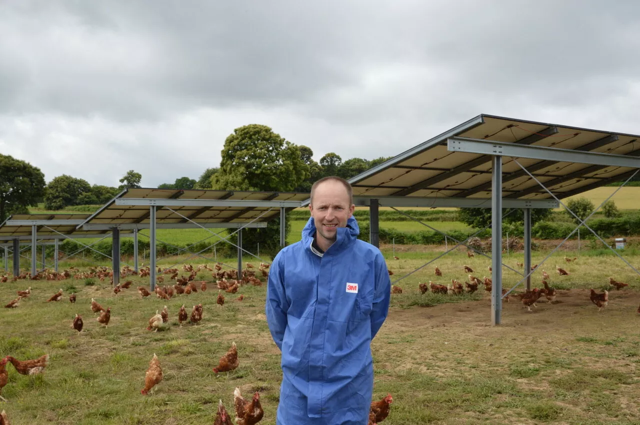 Les Poules Bretonnes se Doux au Soleil grâce à l'Énergie Photovoltaïque