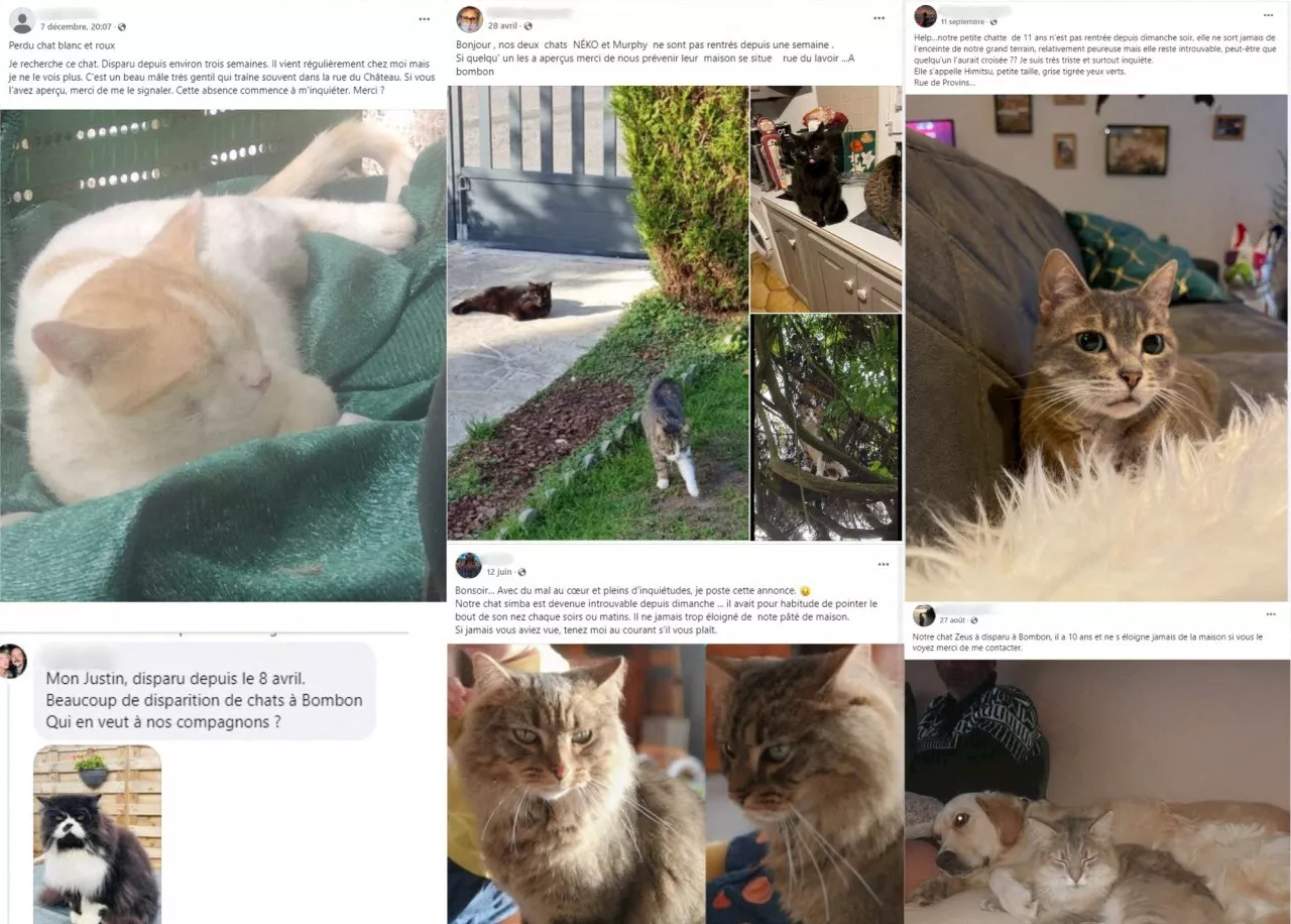 Mystière des disparitions de chats à Bombon