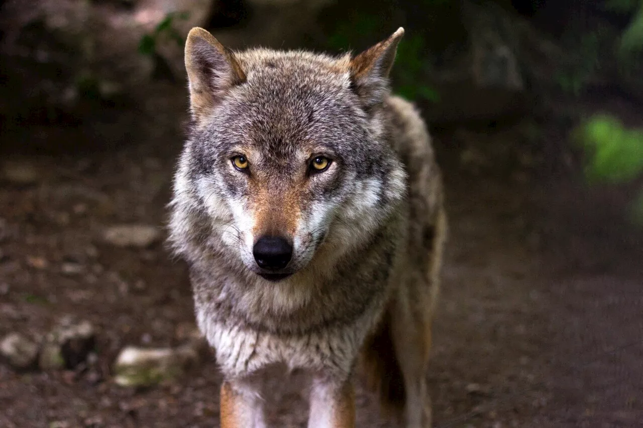 Soupçons d'attaque de loup en Loiret