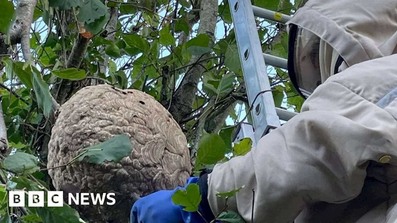 Asian Hornet Removal: Channel Islands Team Faces Growing Threat