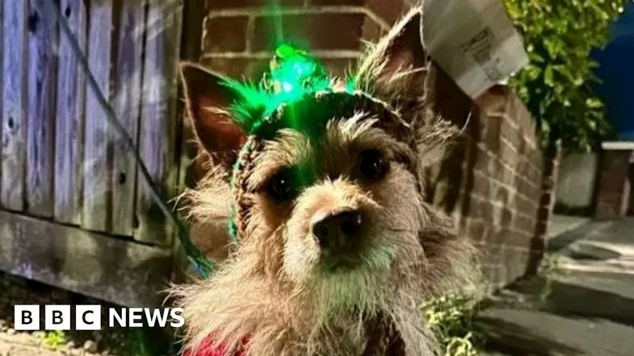 Stray Dog Finds Fame in Christmas Advert