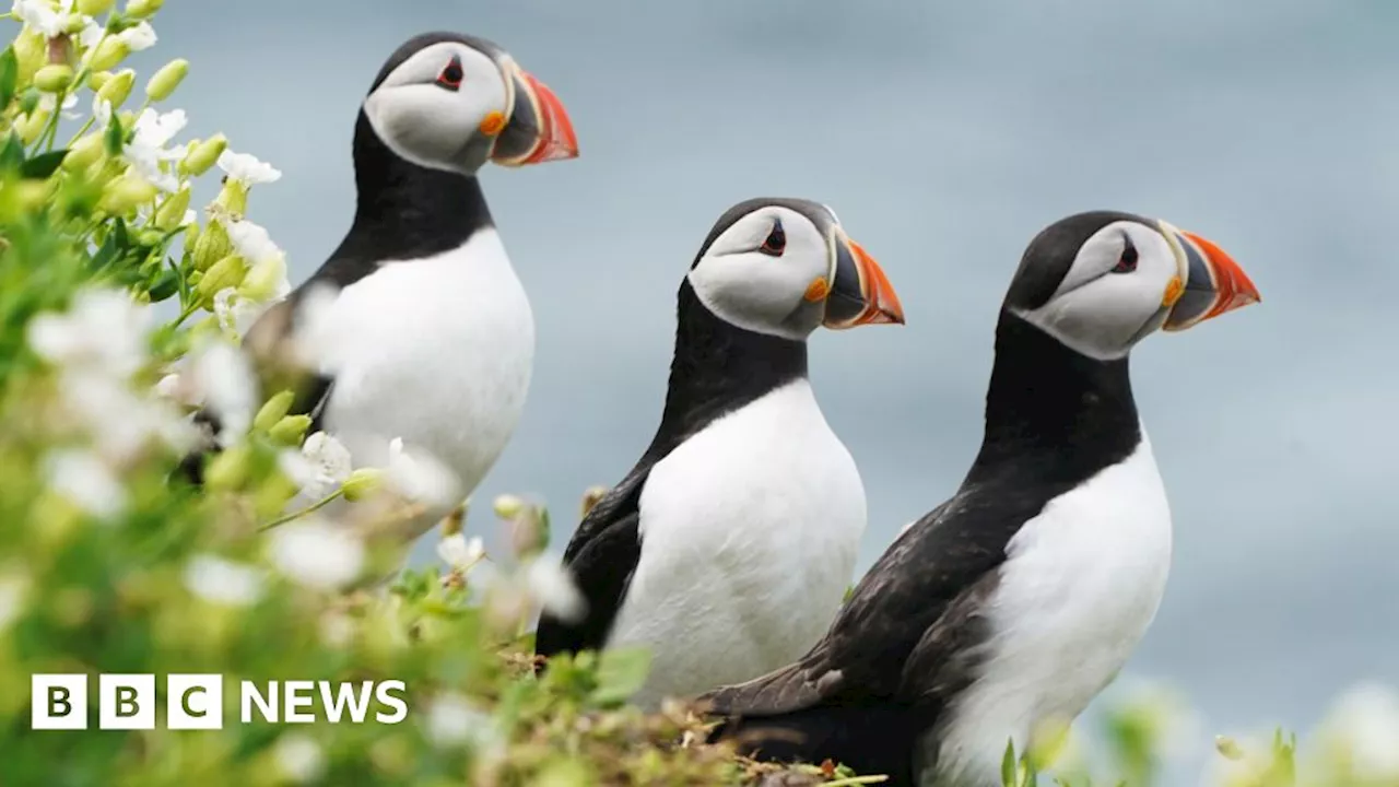 Puffin Population in Alderney Soars