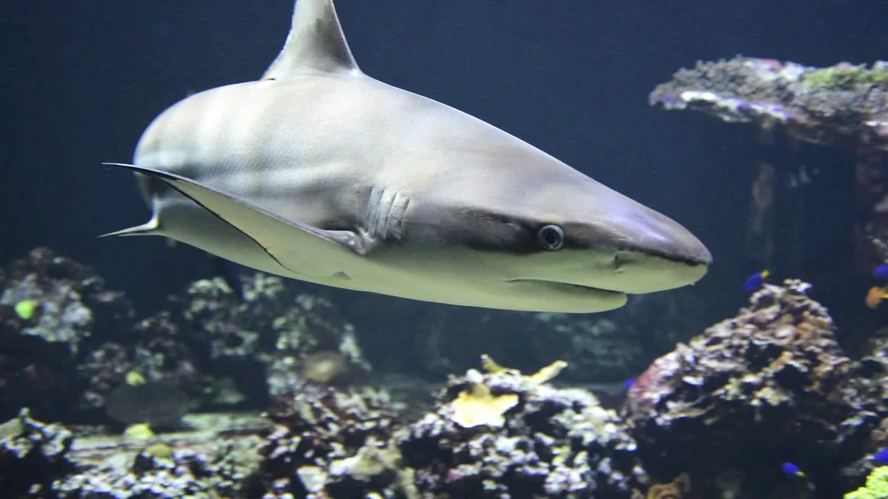 Un Touriste Tué par un Requin en Egypte