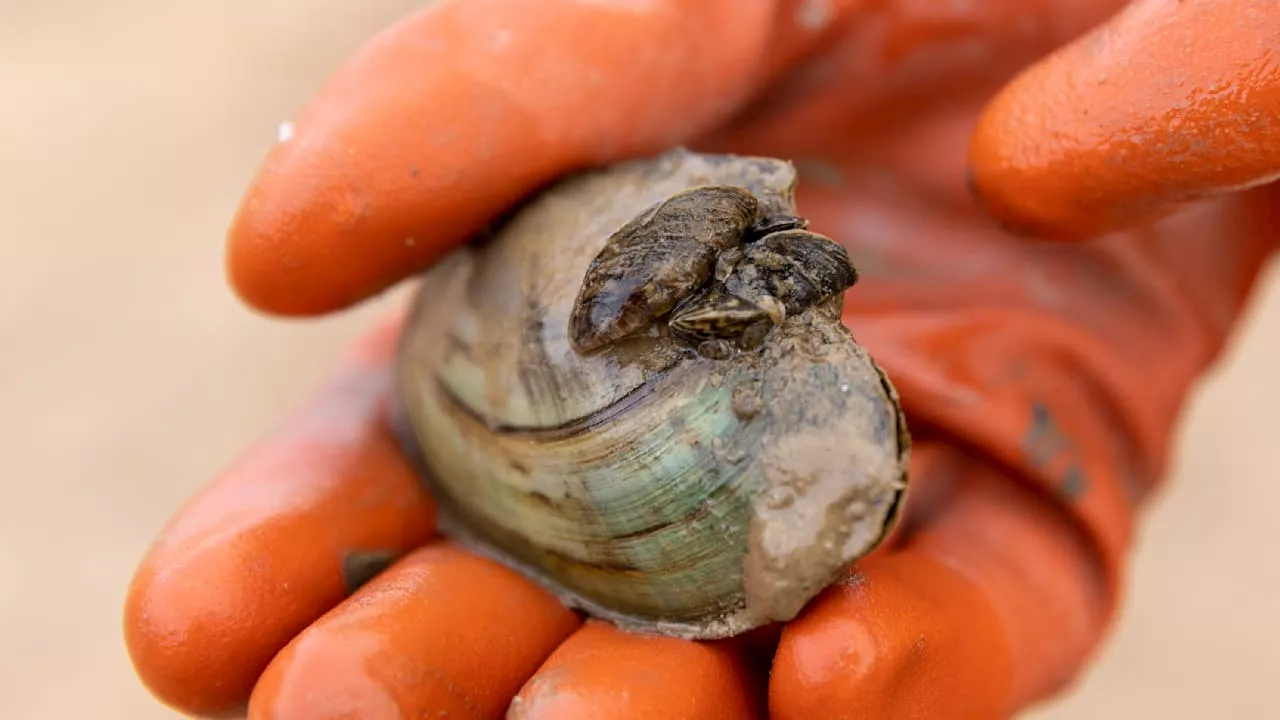 Bodensee: Trinkwasser ist wegen Quagga-Muschel-Invasion in Gefahr