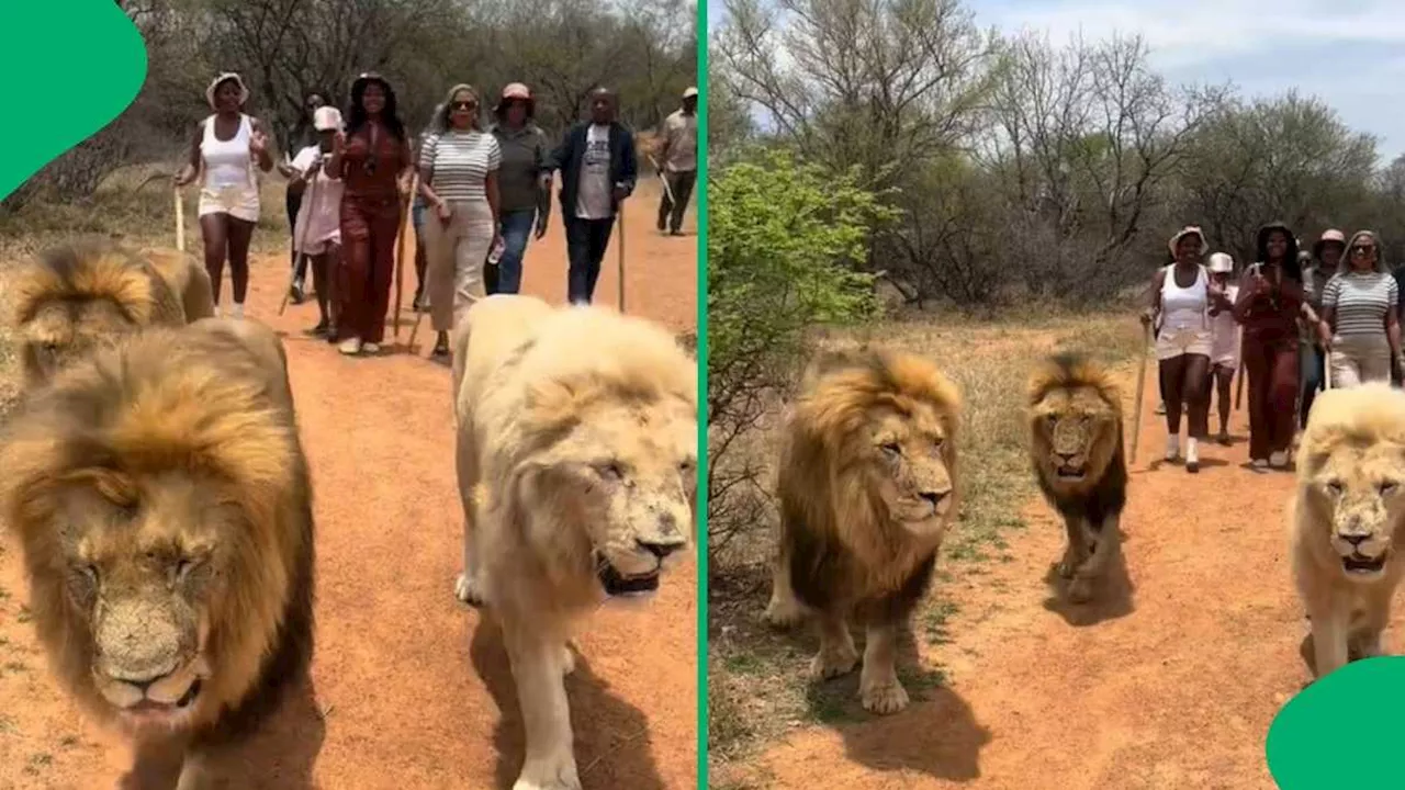 Family's Lion Walk Goes Viral, Sparking Hilarious Reactions