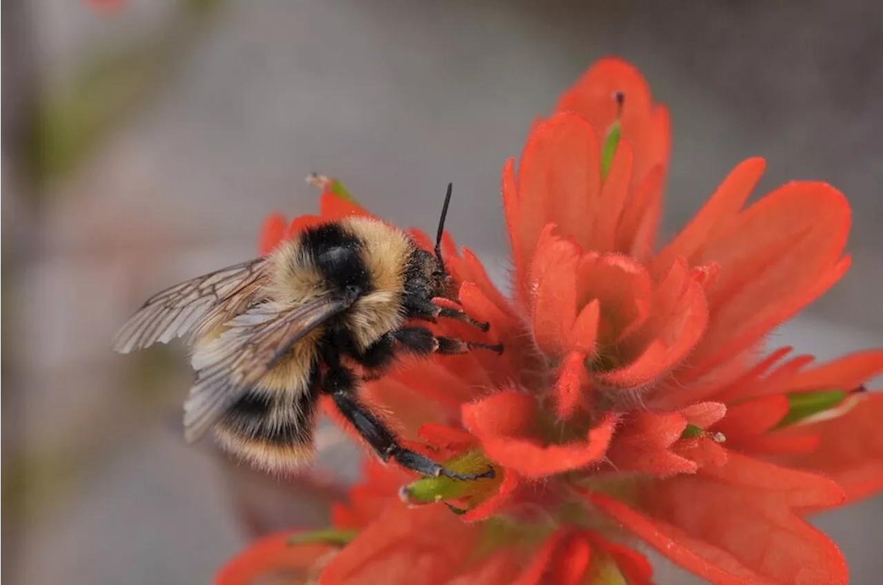 Gardens: Sanctuaries and Solutions in a Changing World