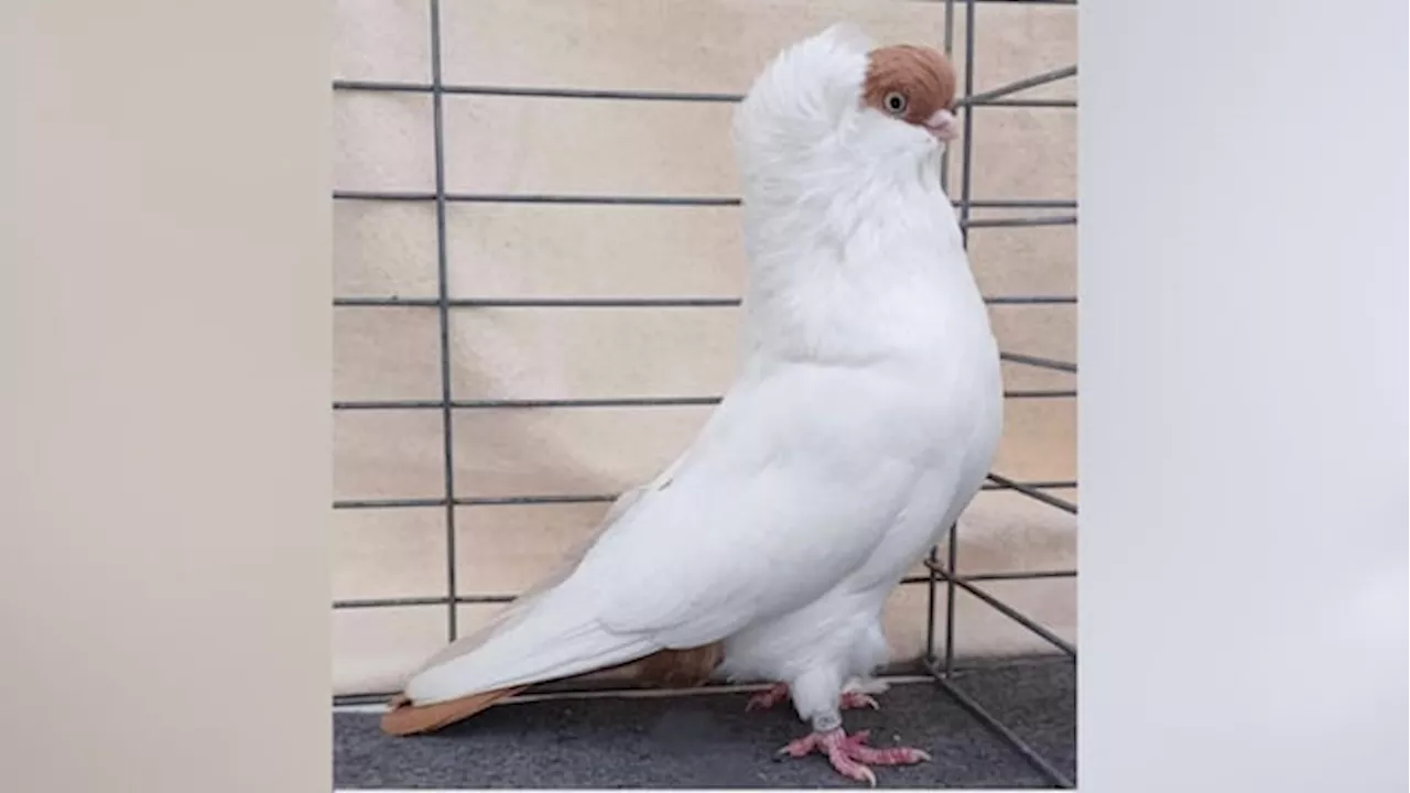 Champion Pigeon From Ontario Set To Compete At Nationals