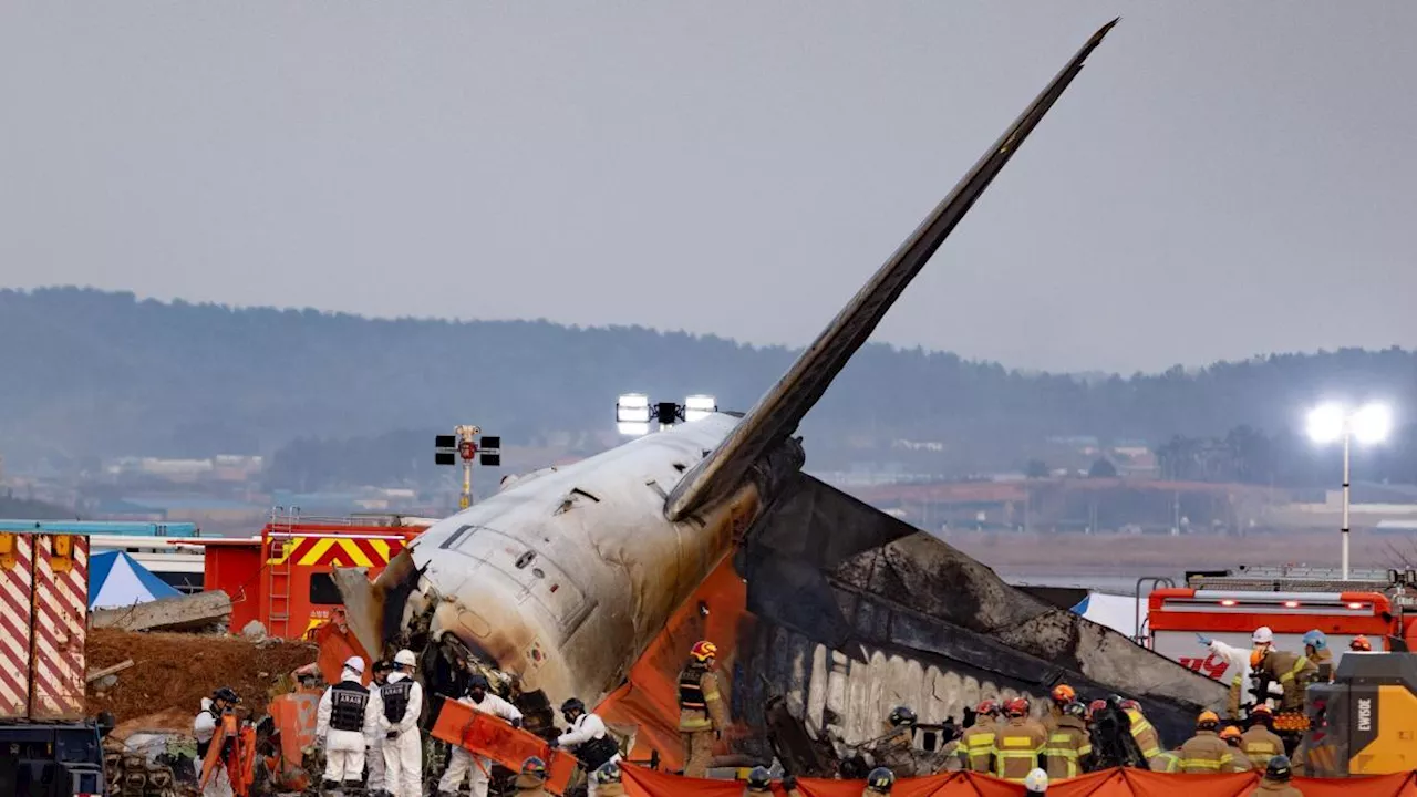 L'aeroporto di Muan: il più pericoloso per gli uccelli in Corea del Sud