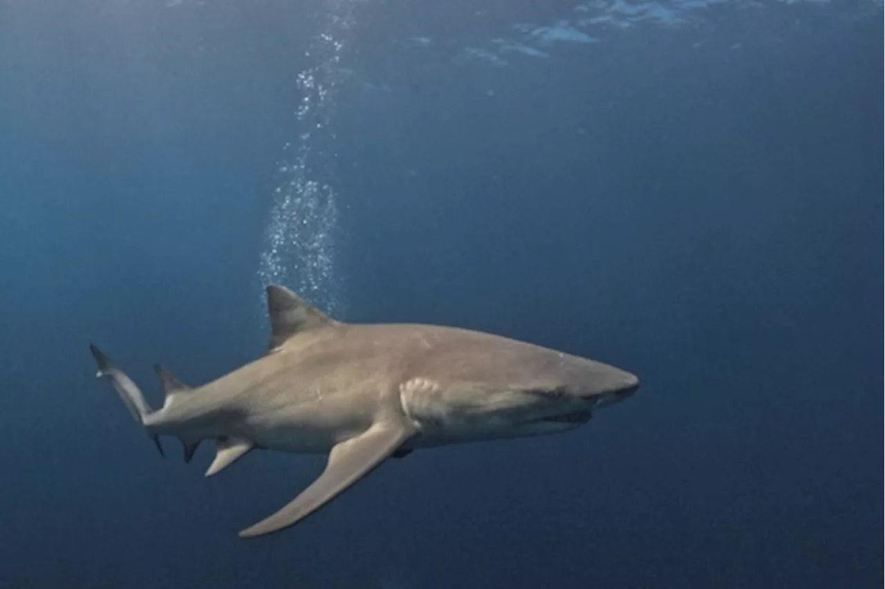 Un touriste italien tué par un requin en mer Rouge