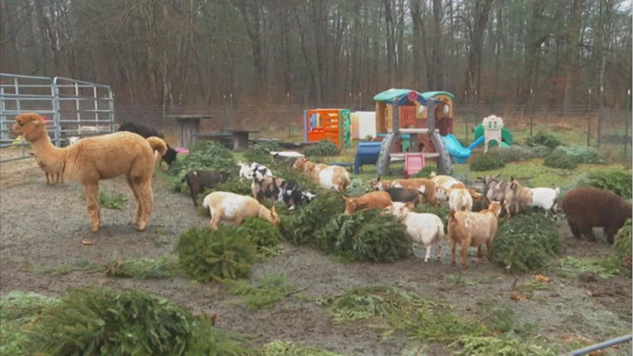 Goat Farm Offers Eco-Friendly Christmas Tree Disposal