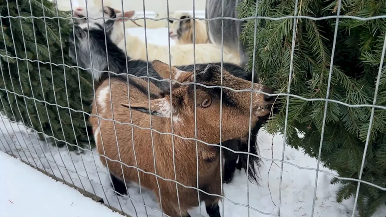 Ontario Farm Accepting Christmas Trees for Animal Feed