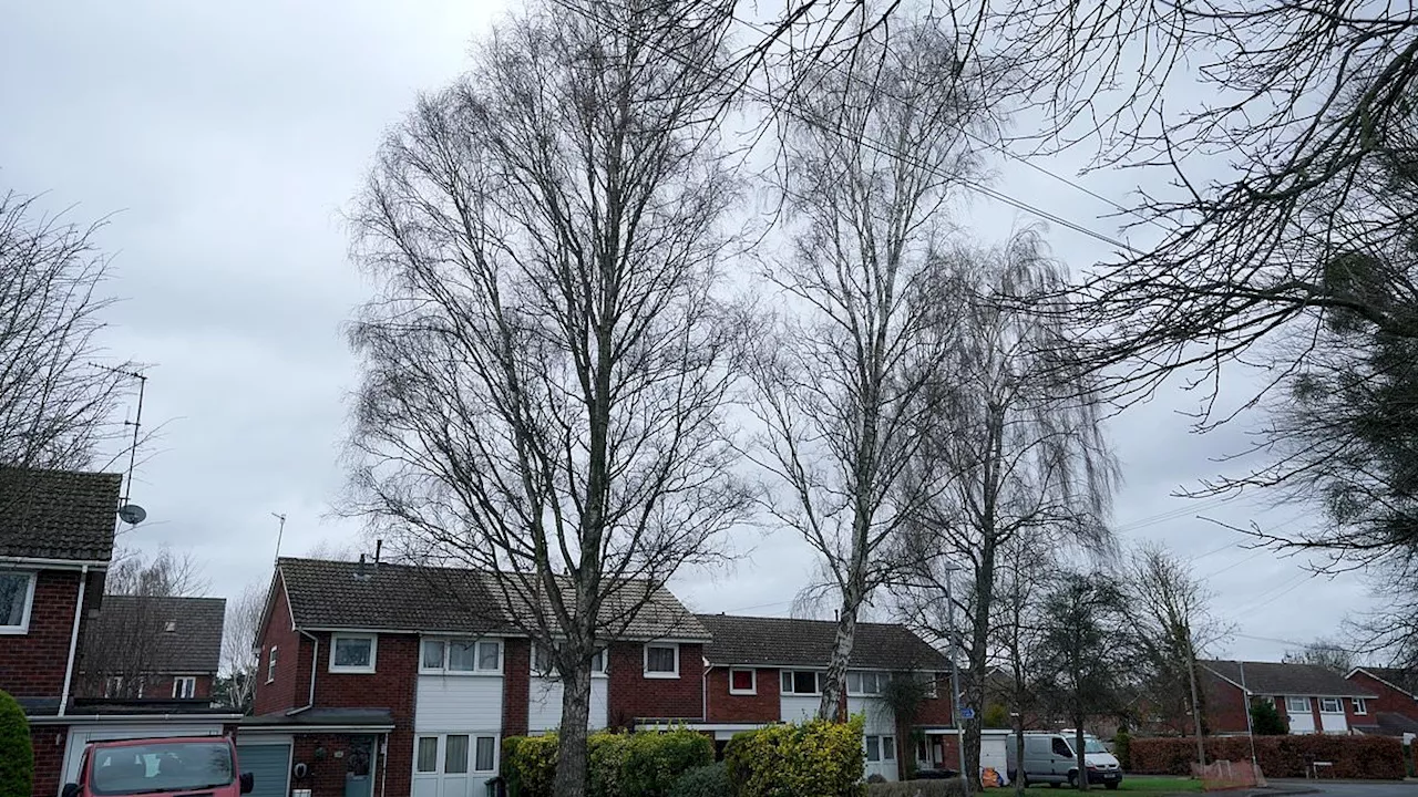 Residents Fear for Homes Amidst Council's 'Tree-Hugging' Campaign