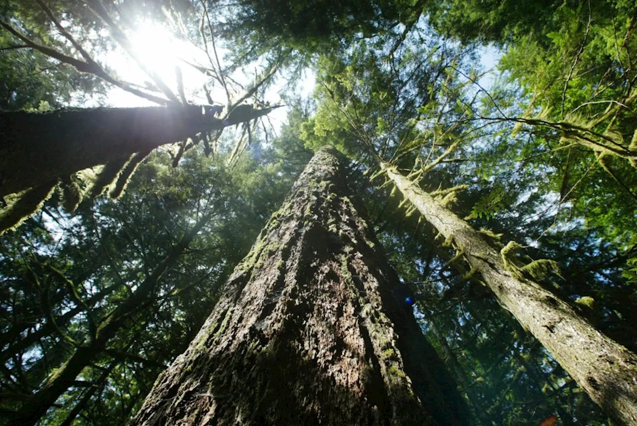 Missing Sasquatch Hunters Found Dead in Washington Forest