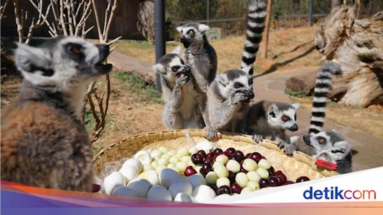 Lemur: Hewan Unik dari Madagaskar