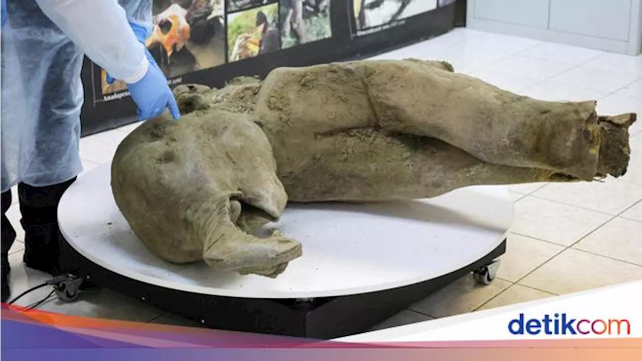 Sisa Mammoth Muda Ditemukan Hampir Utuh di Siberia