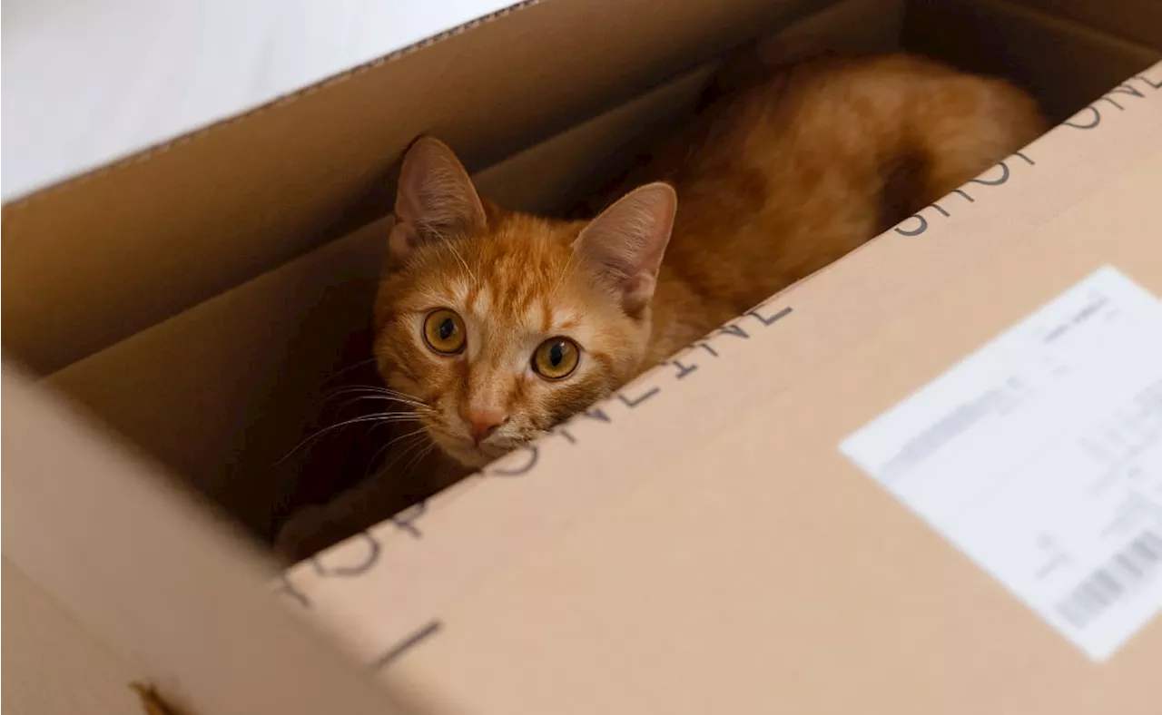 Por qué los gatos aman las cajas de cartón