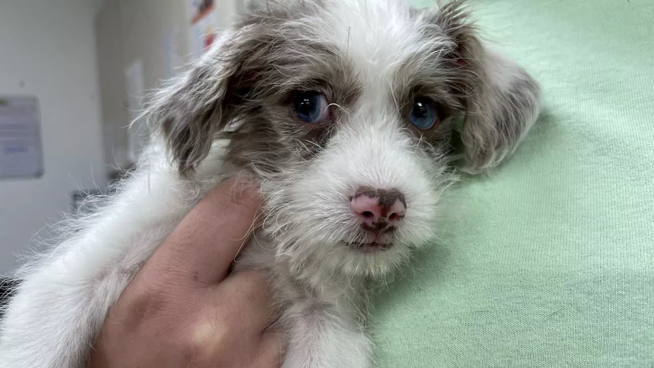 Puppy Rescued From Storm Drain Needs a Home