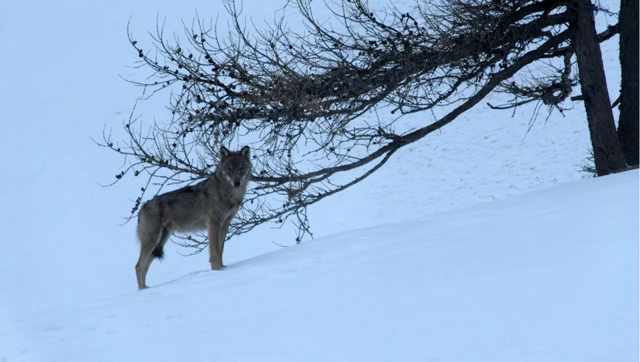 Marche avec les loups, dans le Champsaur de Jean Michel Bertrand