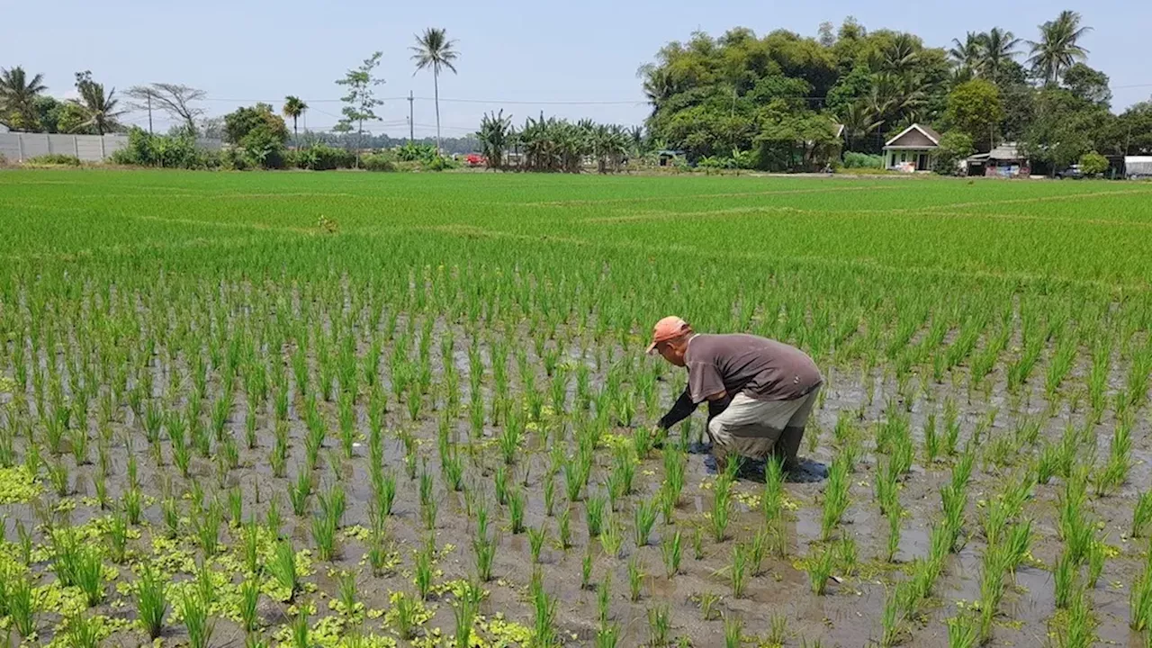 Jatim Dukung Swasembada Pangan Indonesia