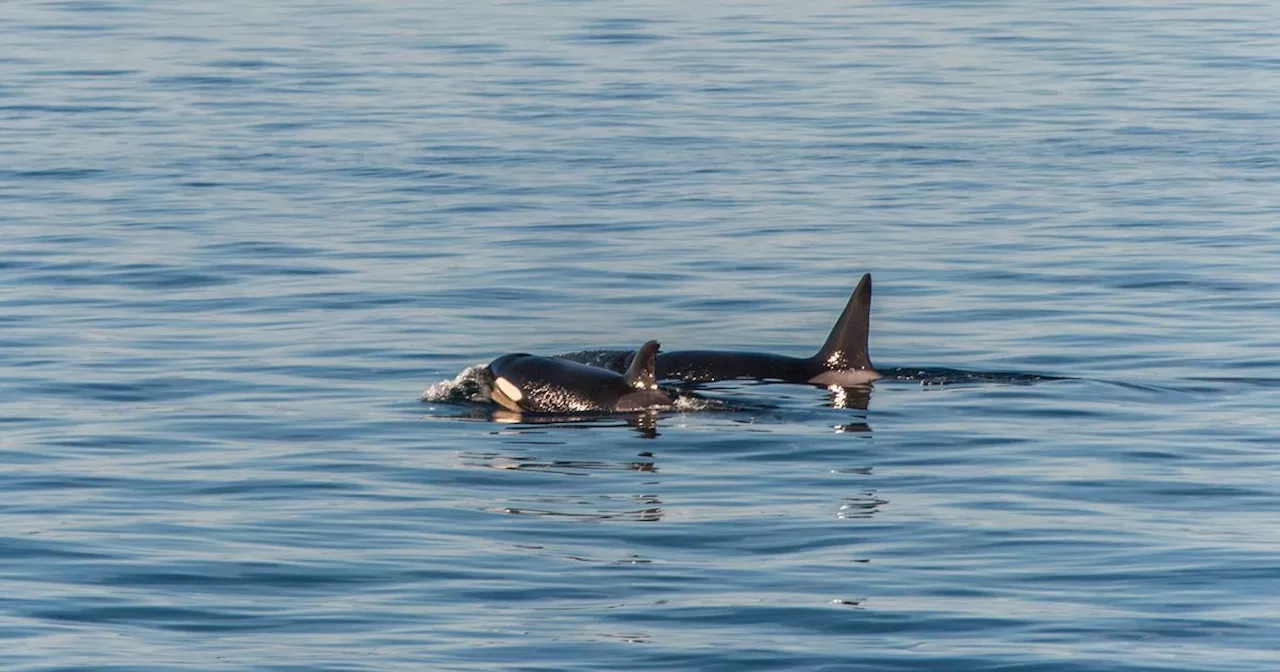 Tahlequah, the Orca Known for Carrying Deceased Calf, Welcomes New Baby