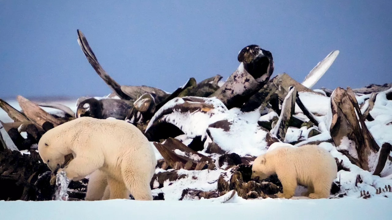 Un Orso Polare alla Ricerca di Cibo