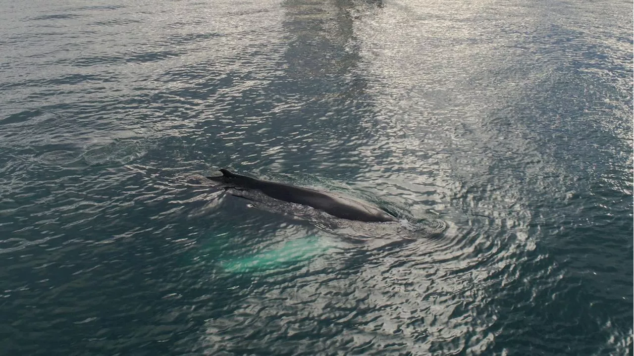 Ballena avistada a 50 metros de la playa de San Sebastián en Barcelona