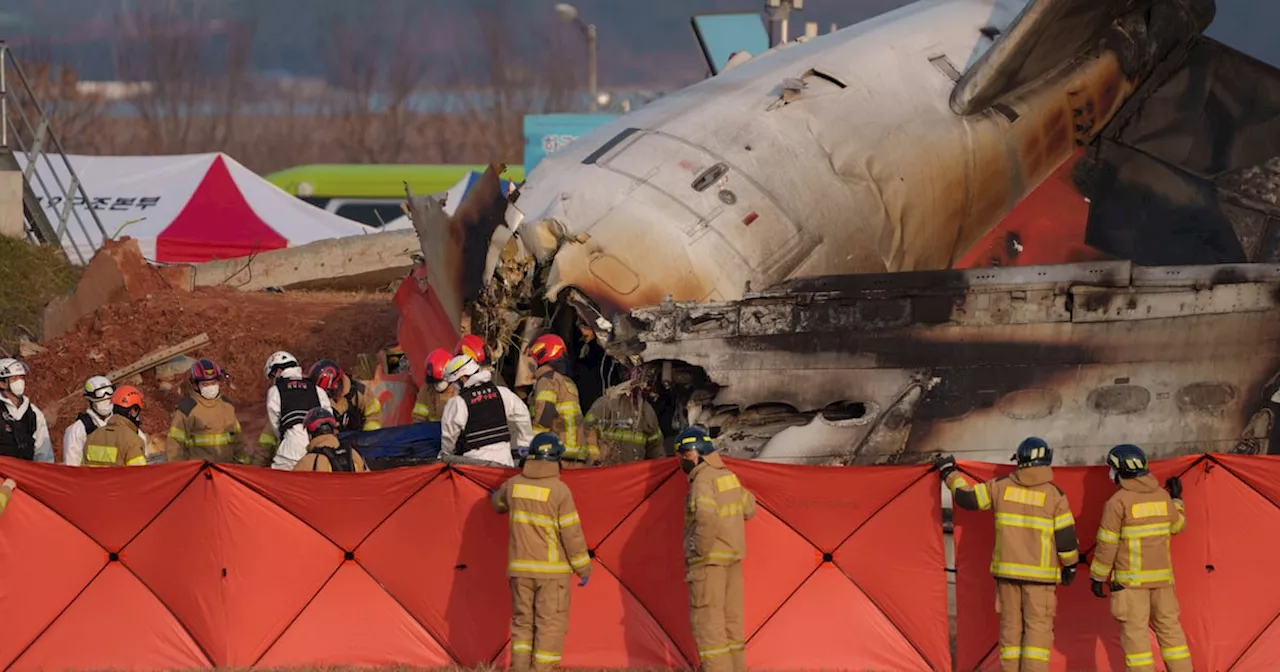 Jeju Air Crash: Bird Strike Most Likely Cause, Experts Say