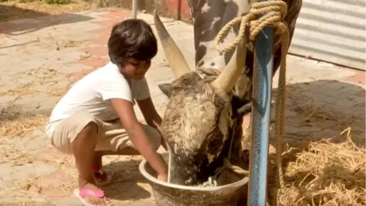 पांचवी कक्षा की छात्रा जल्लीकट्टू बैल को प्रशिक्षित कर रही है