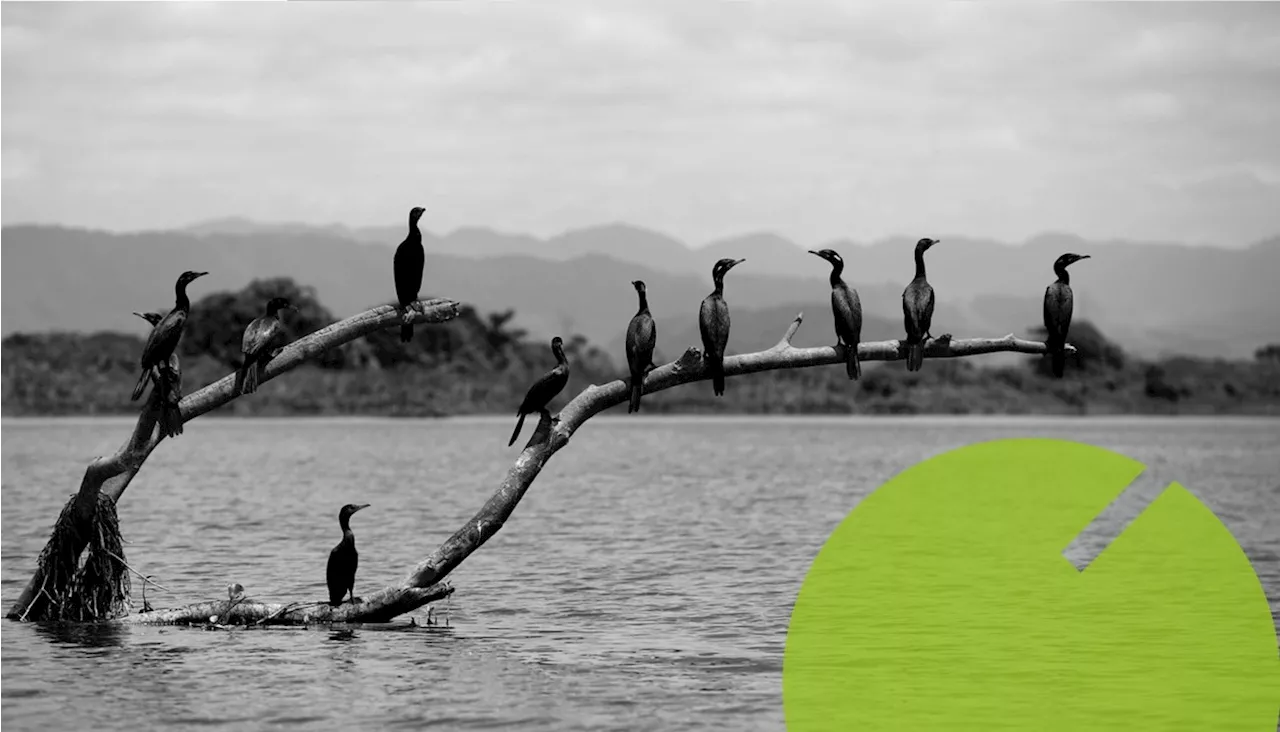 Pantanal Iguaçuano: Um Paraíso Natural em Risco