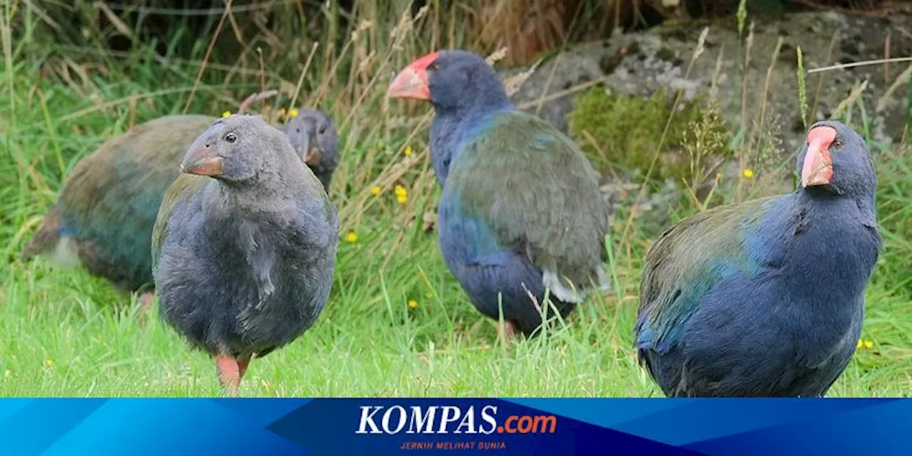 Takahe: Burung Prasejarah yang Kembali Hidup