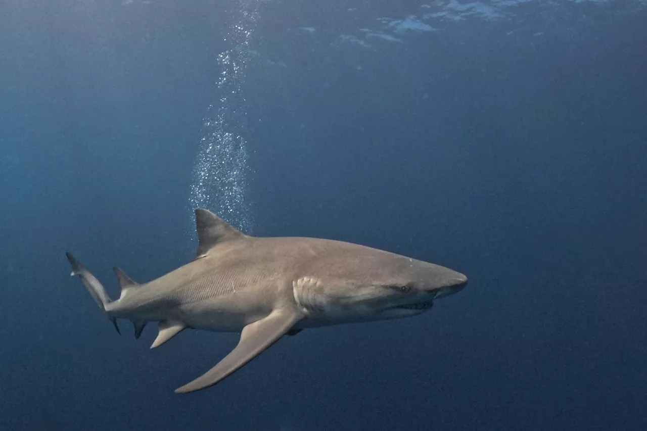 Egypte: un touriste italien tué par un requin en mer Rouge