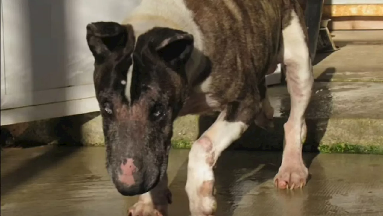 Un Bull-terrier Abandonné se Réveille grâce à la SPA du Ramier