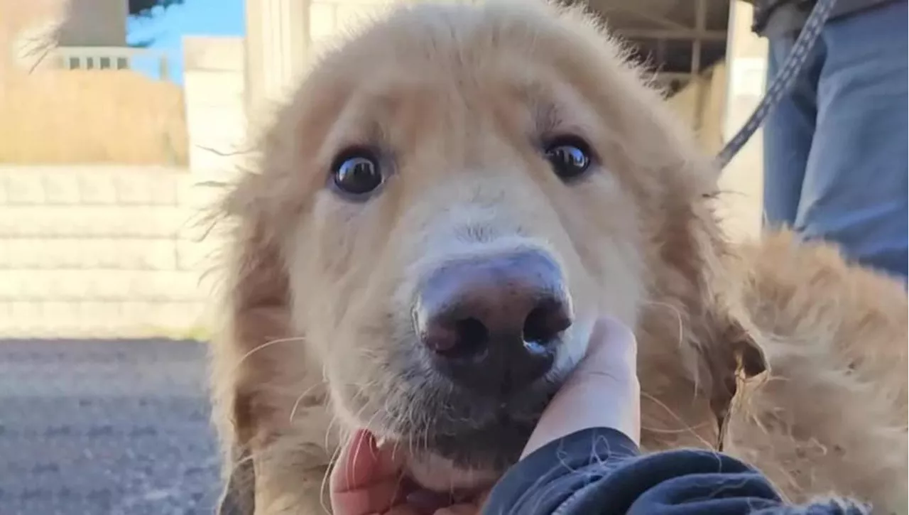 Lele, il cane che aspetta una seconda chance