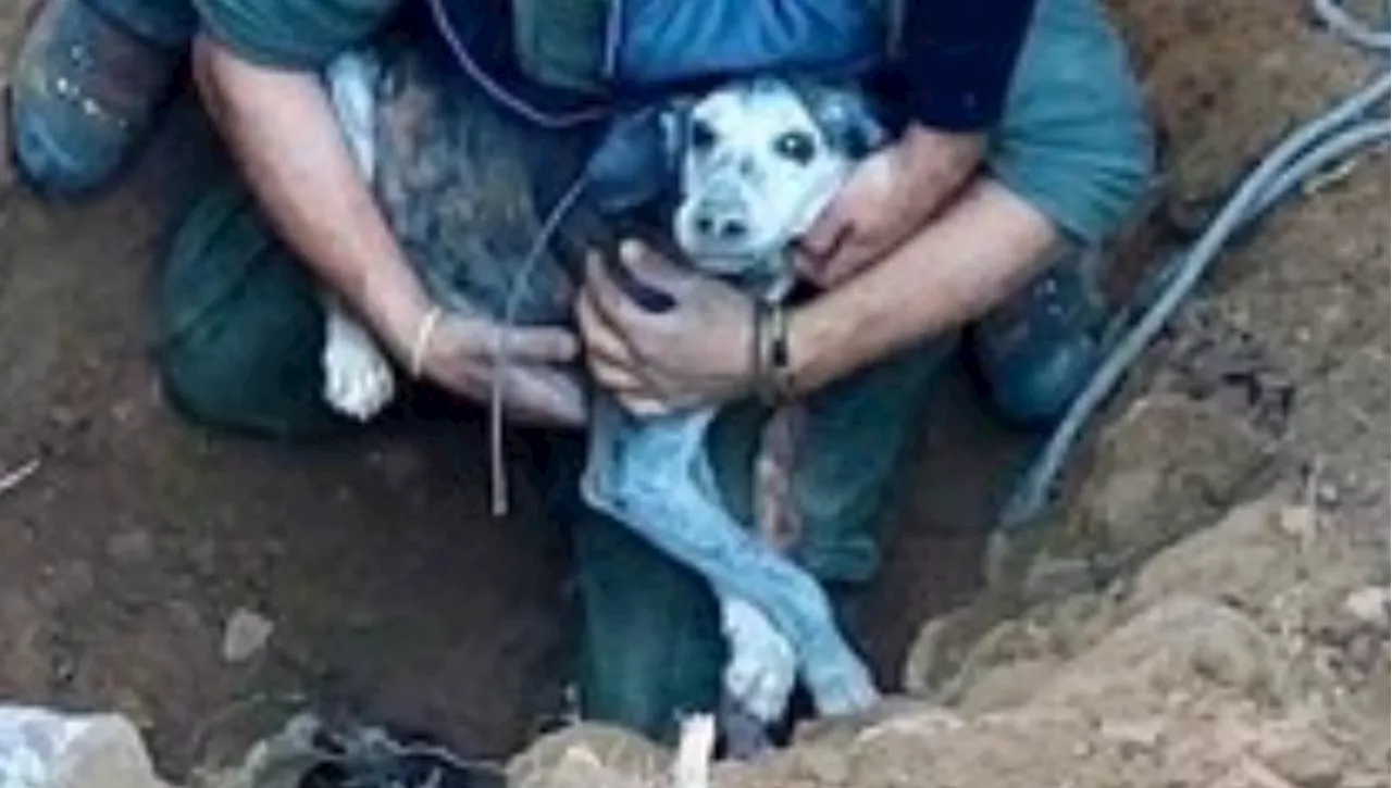 Miracolo in Maremma: cane salvato da crepaccio dopo 48 ore