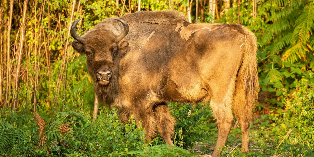 La Forêt Primitive de Białowieża