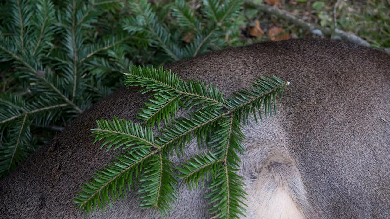 Rotwildjagd im Kanton Luzern: Ziel nicht erreicht, Neuverpachtung auf Kurs