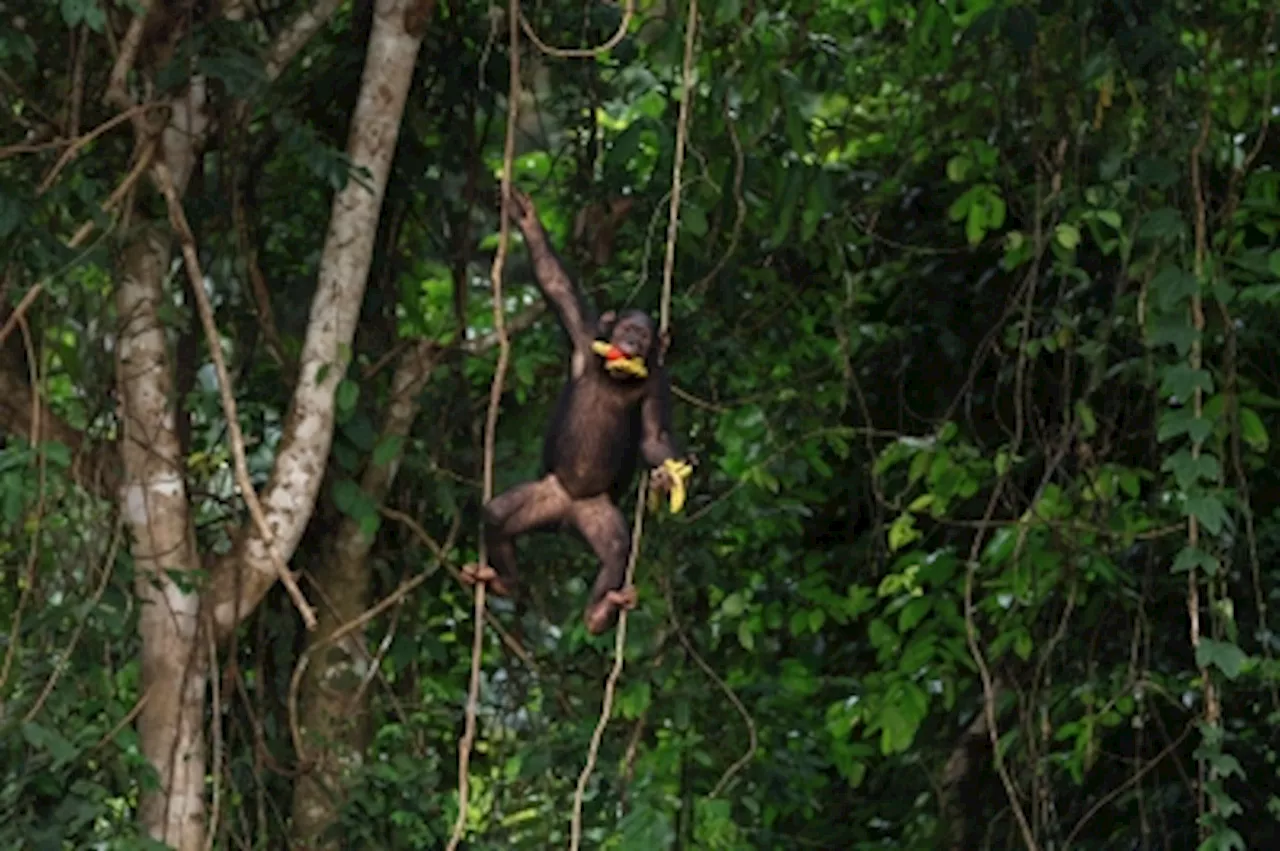 Chimpanzee Sanctuary Offers Hope for Orphans in Cameroon