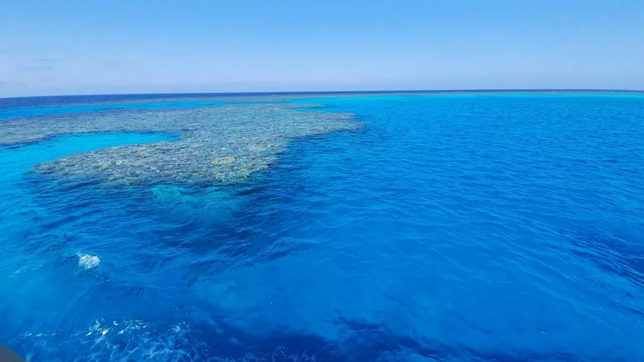 Egitto, due italiani attaccati da uno squalo nel Mar Rosso: morto un 48enne romano