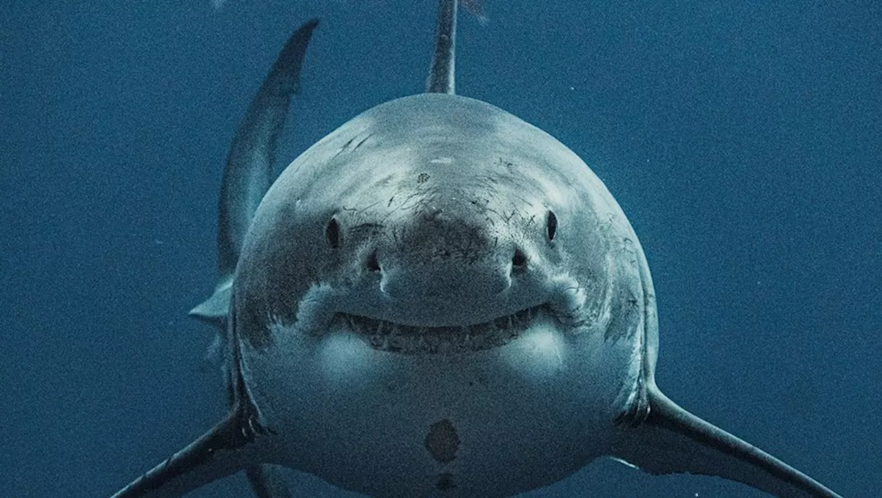 Un Touriste Tué par un Requin en Égypte