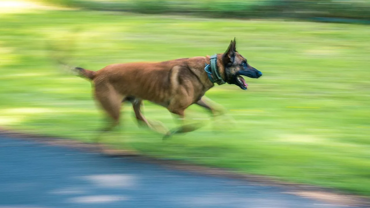 Polizei erschießt Belgischen Schäferhund in Berlin-Marzahn