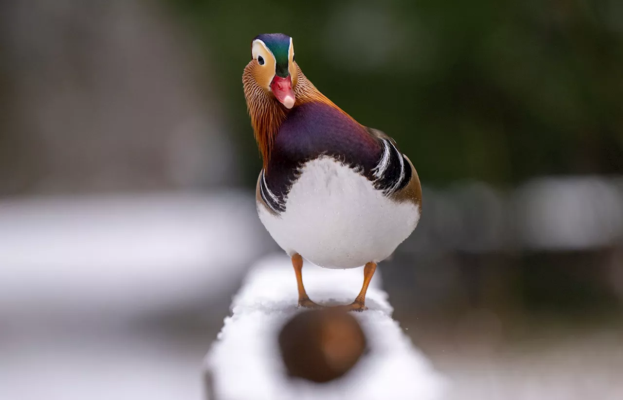 Drei Fälle von Vogelgrippe in Augsburger Zoo