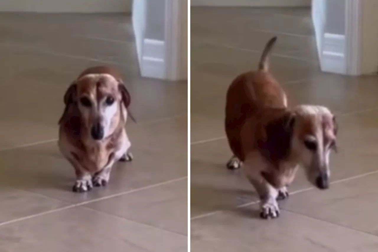 Senior Dachshund Actors Up Fake Injury to Get Cuddles