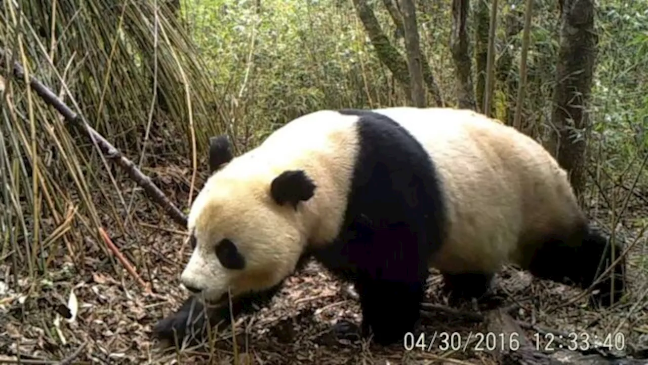 Wereld Natuur Fonds Beschermt Reuzenpanda