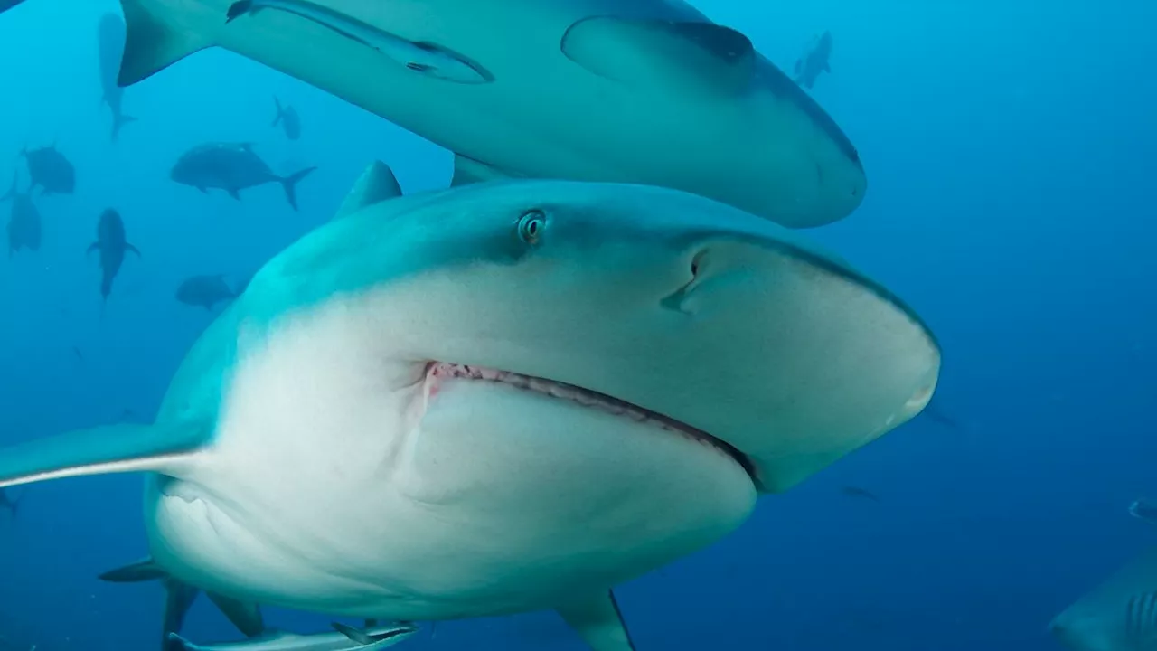 Jugendpfarrer stirbt bei Haiangriff am Great Barrier Reef