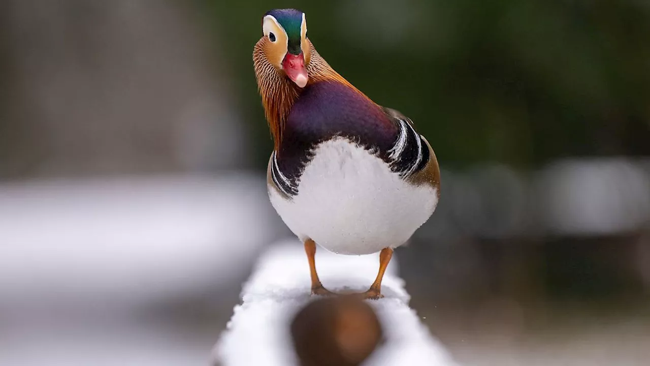 Vogelgrippe im Zoo Augsburg: Drei Wasservögel positiv getestet