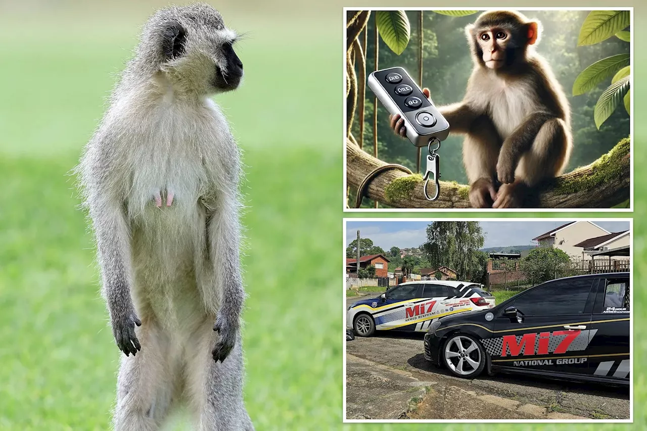 Monkey Steals TV Remote, Triggers Home Alarm in South Africa